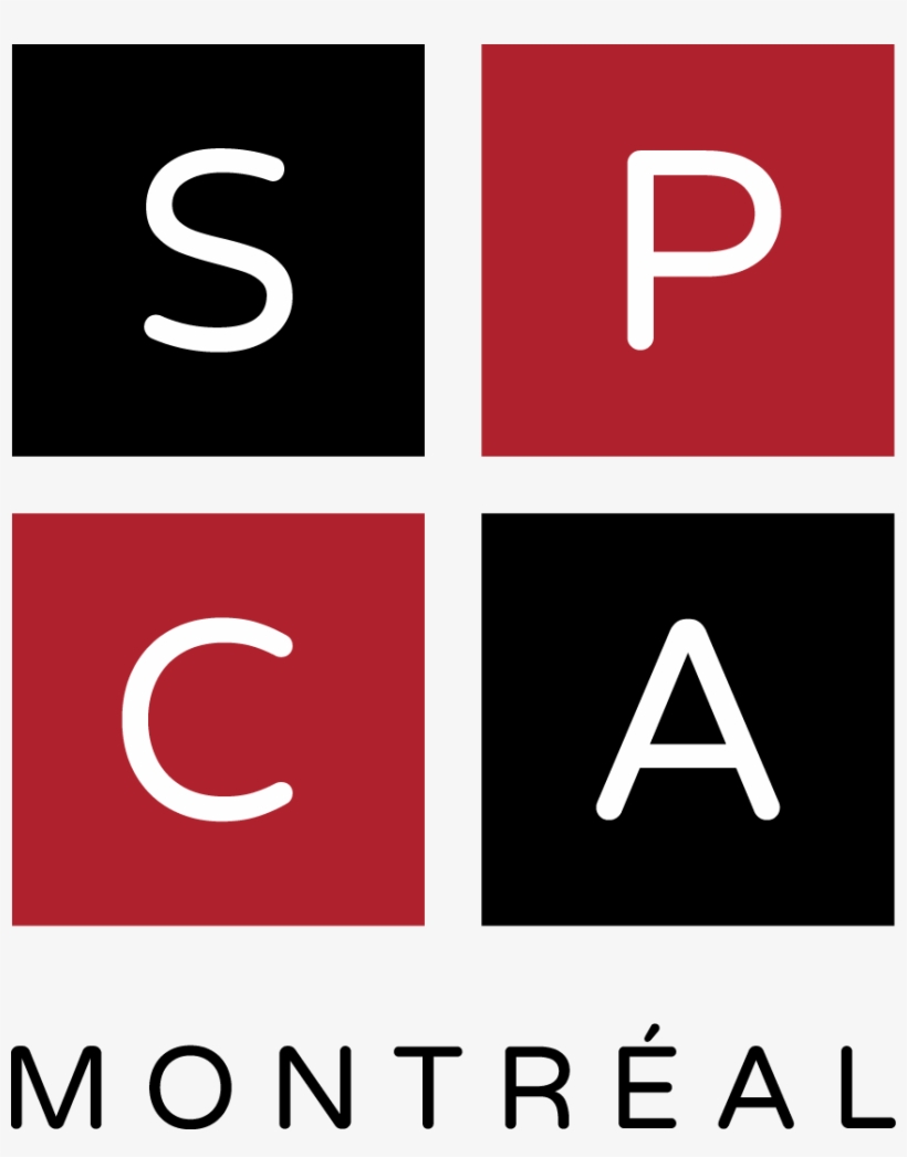 Spca Montréal - Chat A Donner A Montreal Adresse, transparent png download