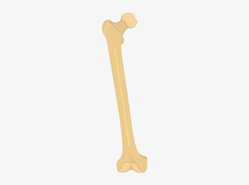 Femur Bone - Anterior View - Femur Bone, transparent png download
