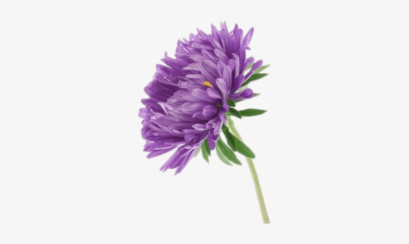 Flowers - Aster Flower Png, transparent png download