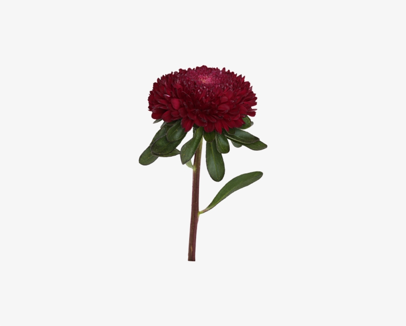 Aster Png Photos - Dark Red Flower Png, transparent png download
