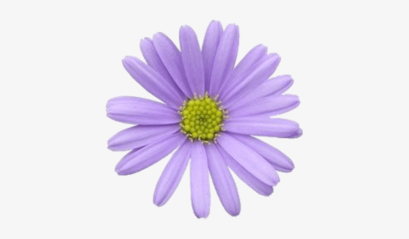 Flower Violet Pastel, transparent png download