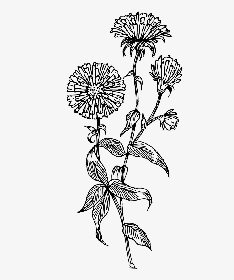 How To Set Use Aster Clipart - Aster Vector, transparent png download