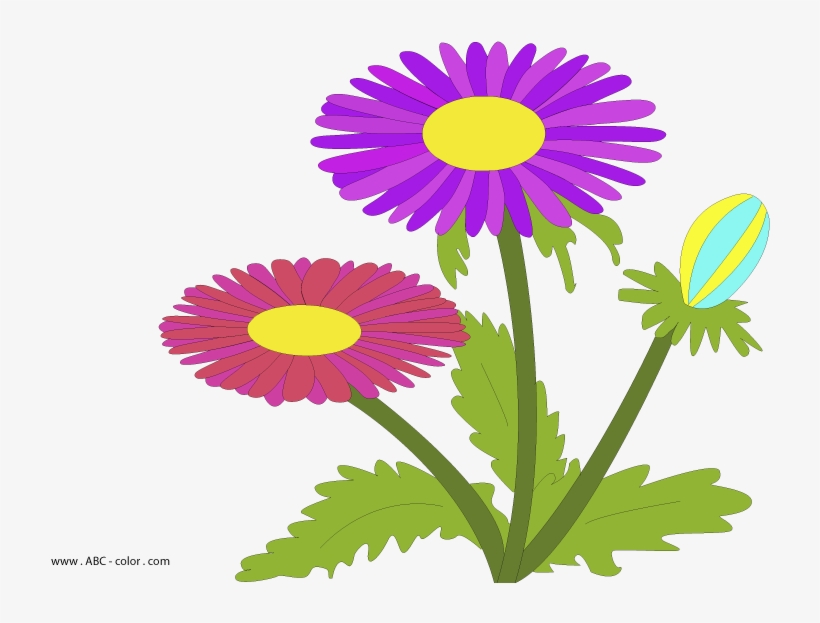 Aster Raster Picture - Рисунок Астра, transparent png download