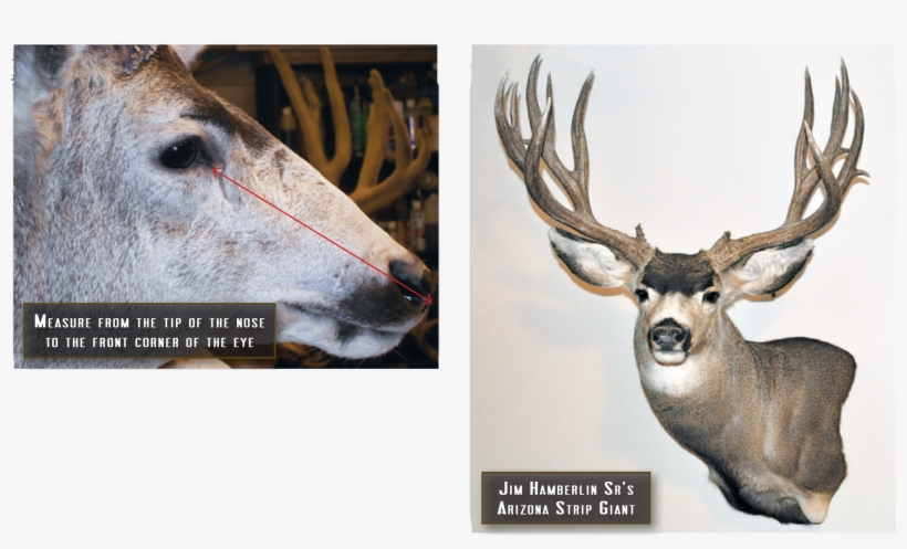 Eye Measure And Mount Mounted Deer - Eye, transparent png download