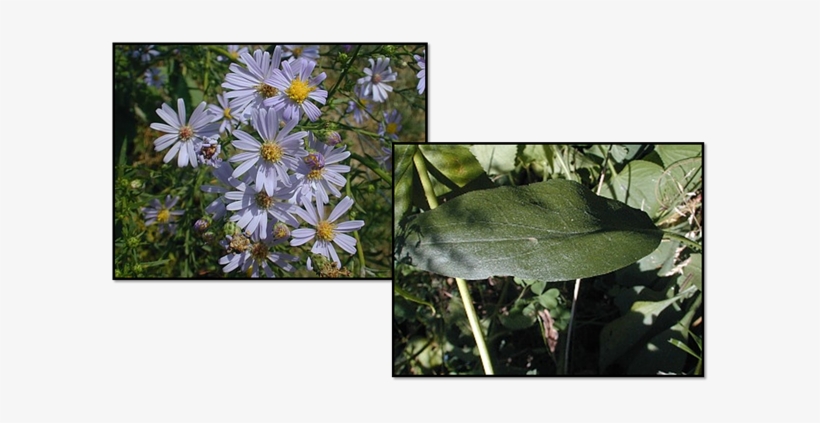 Sky Blue Aster - Blue, transparent png download