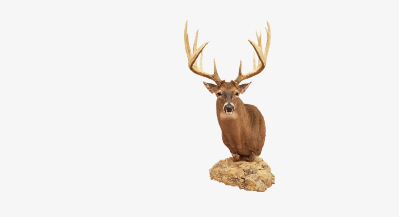 Previous Next - Elk, transparent png download