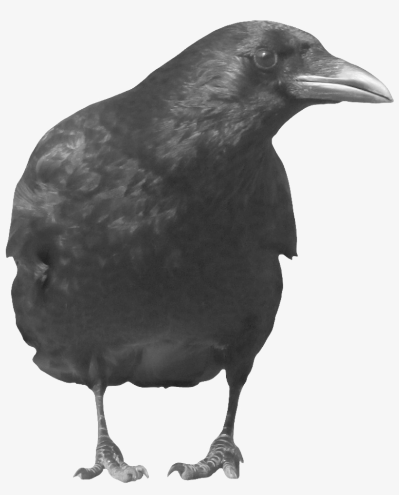 Crow Icon Clipart - Crow Png, transparent png download