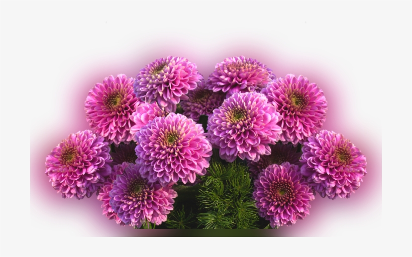 Color Palette Ideas From Flower Aster Purple Image - Dahlia, transparent png download