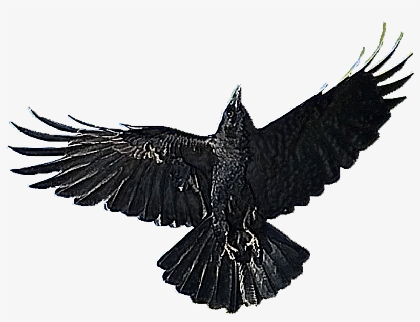 Crow Free Png Transparent Background Images Free Download - Sticker, transparent png download