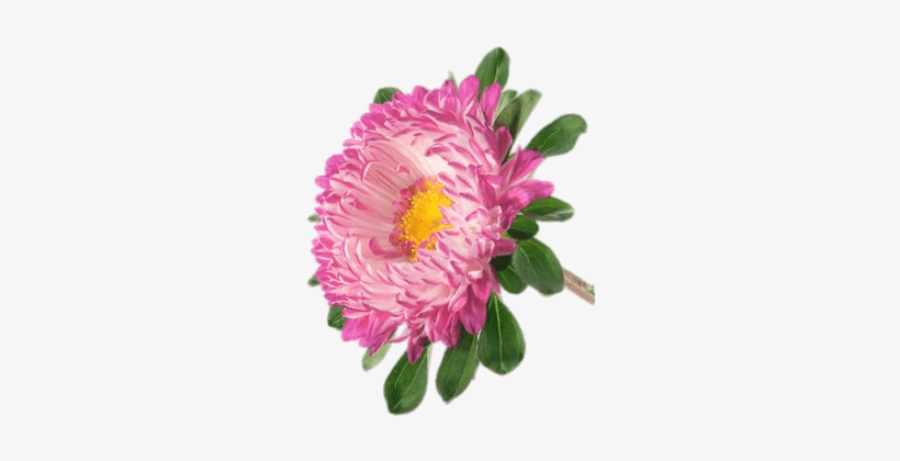 Nosegay, transparent png download