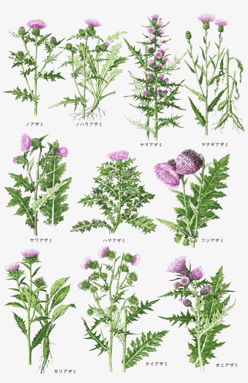 Cirsium 01 - Cirsium, transparent png download