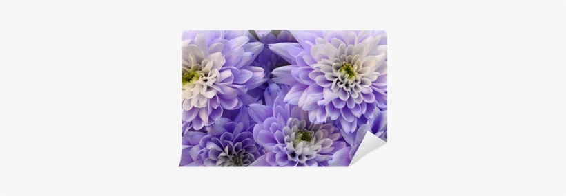 Macro Of White And Blue Flower Aster Wall Mural • Pixers® - Dahlia, transparent png download