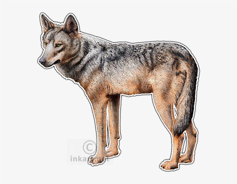 Iberian Wolf Decal - Wolves Of The World Postcards (package Of 8), transparent png download