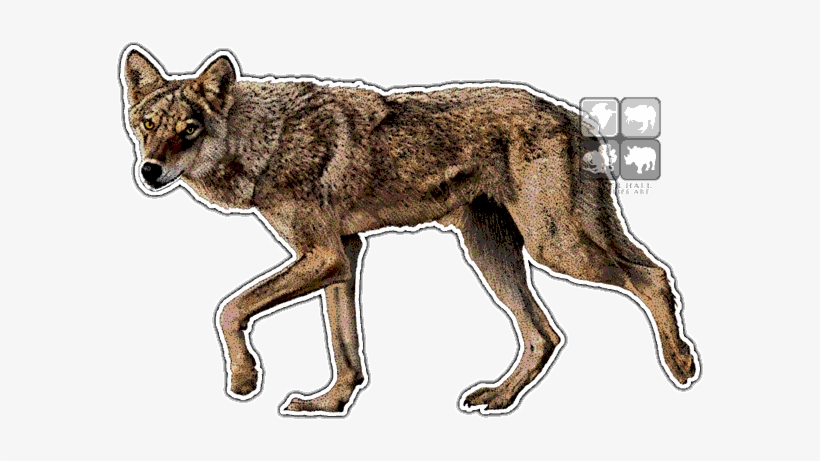 Indian Wolf Art Decal - Wolves Of The World, transparent png download