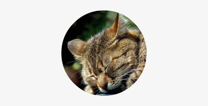 17 Cat Sleeps Outside - Schneewittchen-katzen-kaffee-tasse Tasse, transparent png download