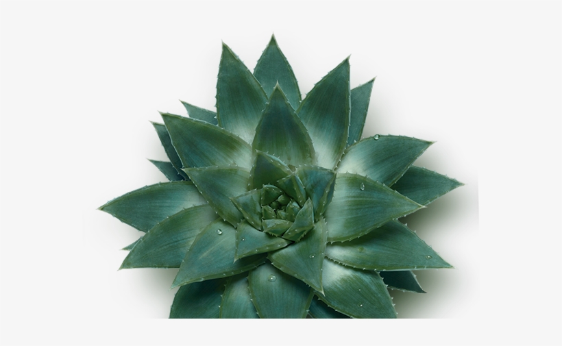 Garden, transparent png download