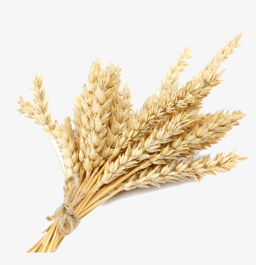 Based - Khorasan Wheat, transparent png download