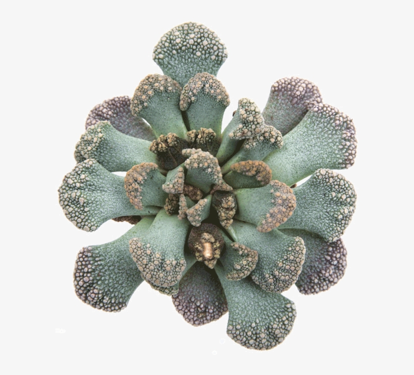 Titanopsis Calcarea 'jewel Plant' - Succulent Plant, transparent png download