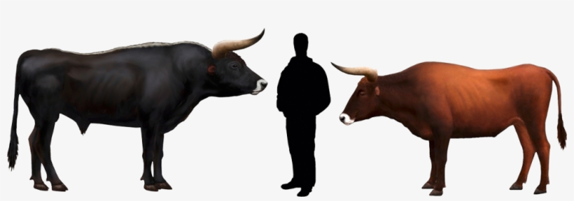 An Impressive Animal - Auroch Vs Cow, transparent png download