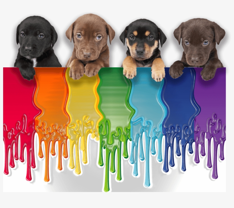 "all Puppies And Rainbows That Remains To Be Seen - Cloel Champú Especial Cachorros 250ml, transparent png download