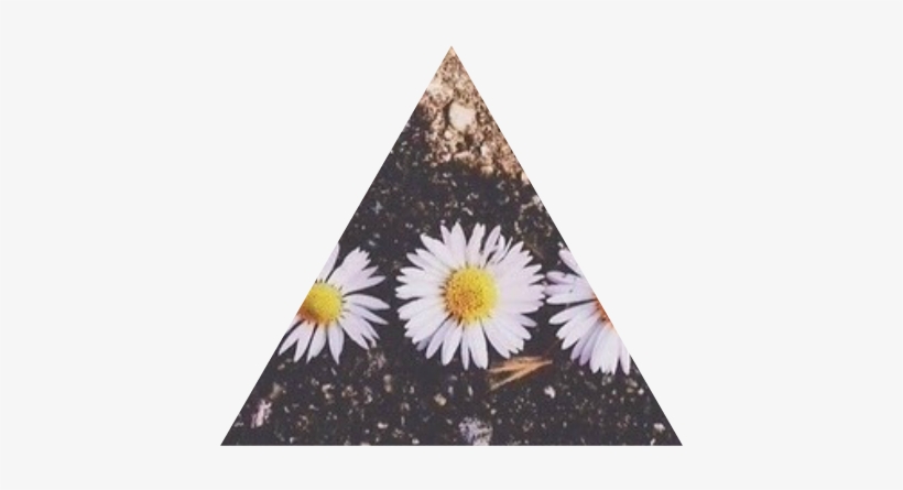 Tumblr Static 640 V2 - Oxeye Daisy, transparent png download