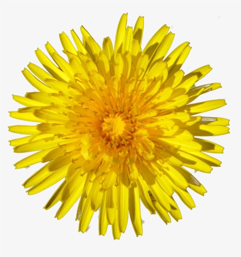 Dandelion - Single Sunflower, transparent png download