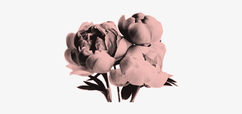 Watt, transparent png download