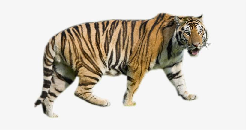 Tigre Blanc Magnifique Teg - Louisiana State University, transparent png download