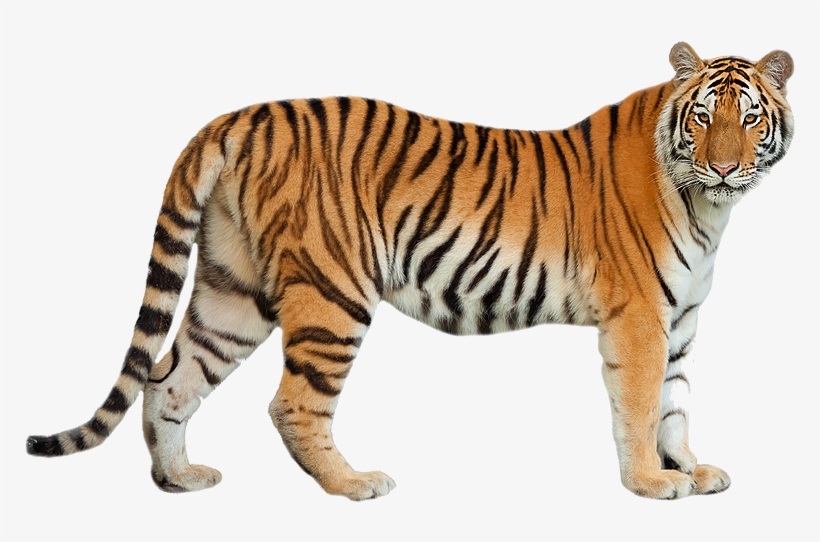 Jack Hanna's Awesome Animal Almanac, transparent png download