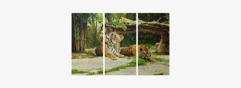 Tiger, transparent png download
