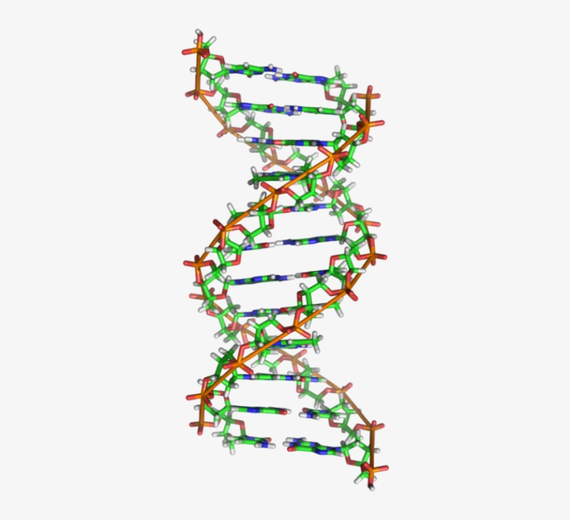 In Particular, The Most Common Form Of The Dna Double - Biologie Sticker, transparent png download