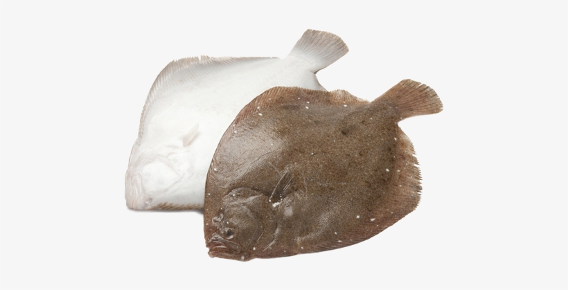 Rombo Fresco - Brill Fish, transparent png download