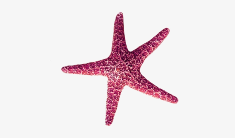 Pink Starfish Transparent Animal Request Pink Starfish Transparent Transparent Png 500x463 Free Download On Nicepng