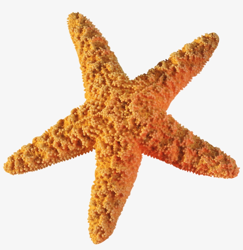 Download Starfish Png Transparent Images Transparent - Starfish Png, transparent png download