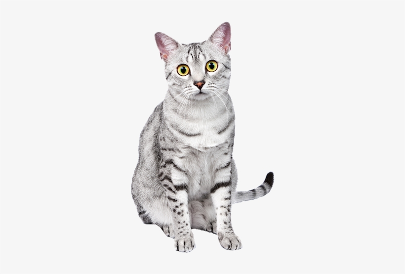 Download The Egyptian Mau Cat Background