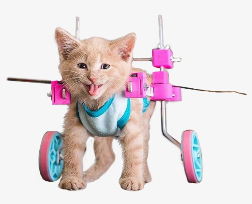 Animalhappy Cat - Cat In Wheelchair Png, transparent png download
