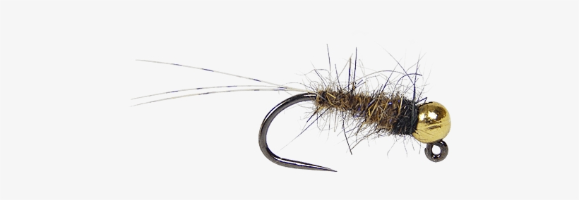 Insect, transparent png download