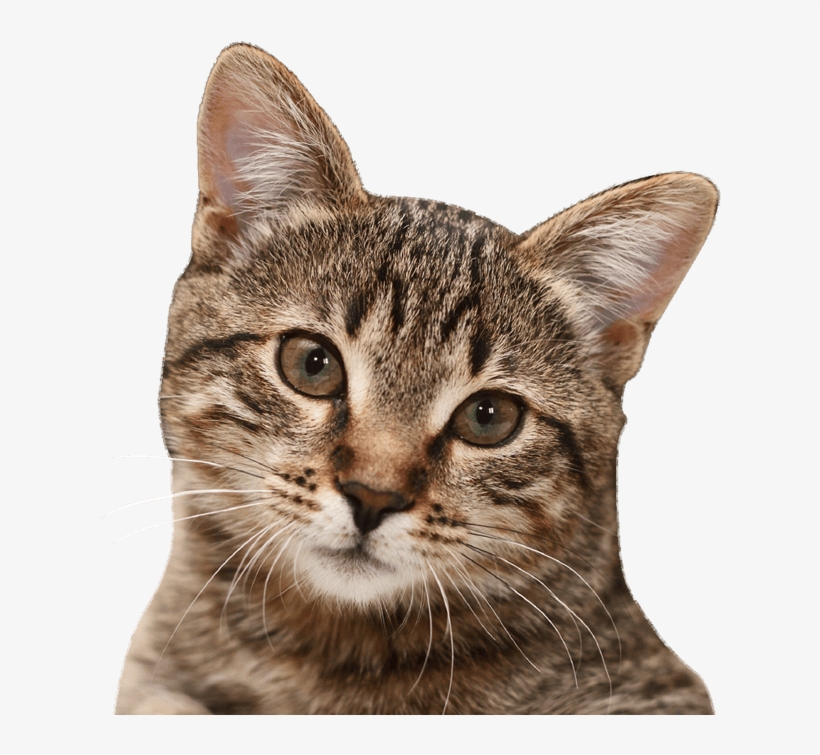 Love Saves The Day - Audiobook, transparent png download