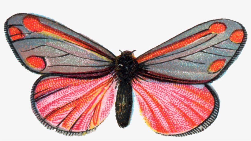 Euchelia Jacobaeae Moth 001 - Butterfly, transparent png download