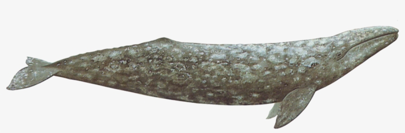 Western Gray Whale, transparent png download