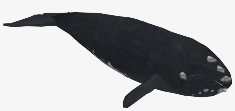 North Atlantic Right Whale - Whale, transparent png download