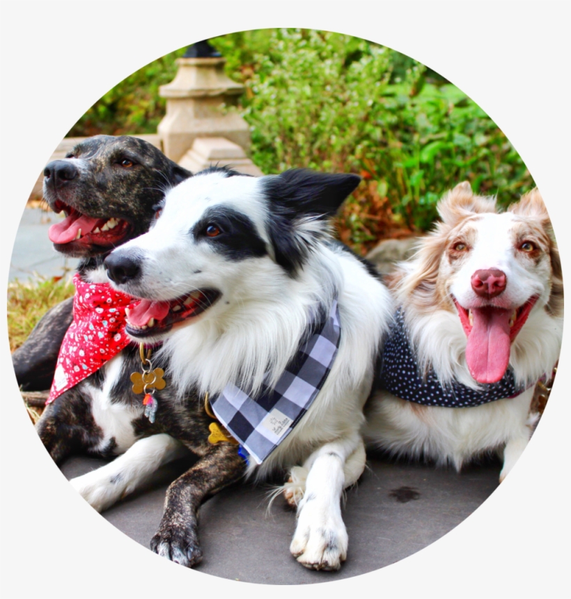 Png - Dog Catches Something, transparent png download