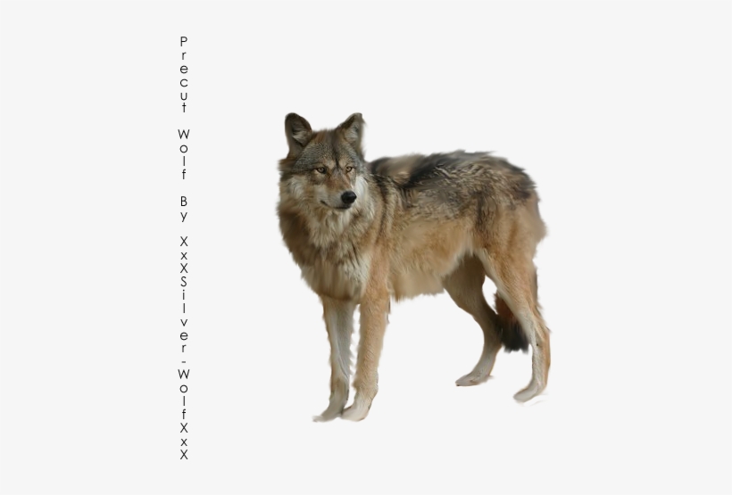 Liked Like Share - Precut Wolf, transparent png download