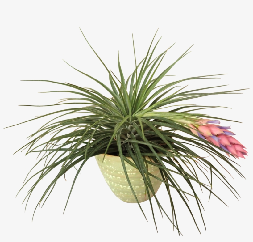 Tillandsia 'cotton Candy', transparent png download