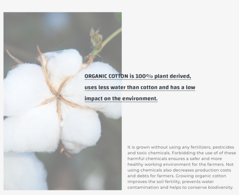 Organic Cotton New - Raw Cotton, transparent png download