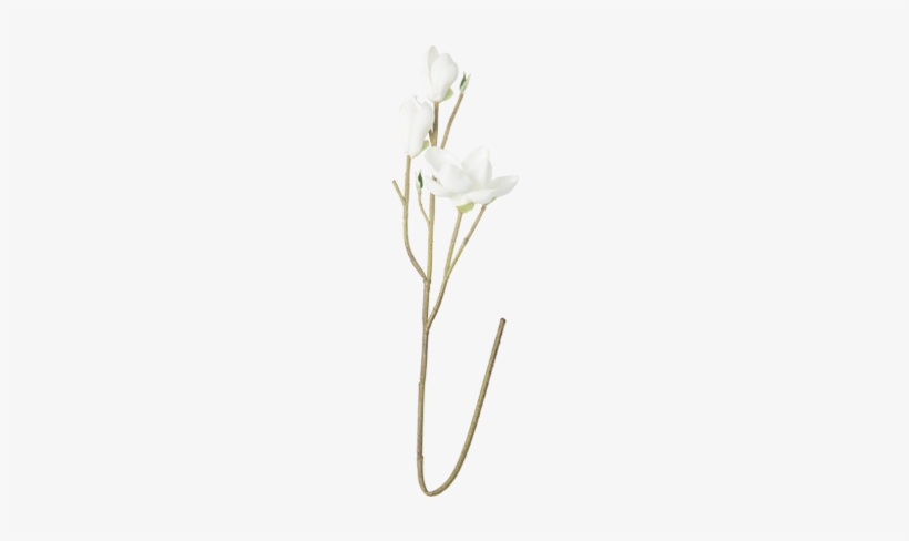 White Java Cotton Artificial Flower S$12 - Owl, transparent png download