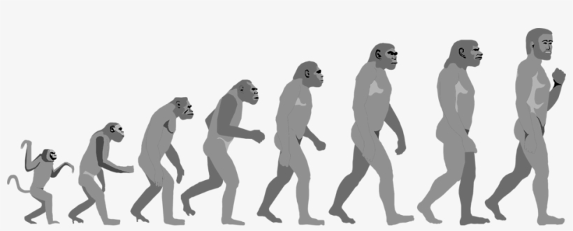 Evolution Clip Art Images Free Clipart - Evolution Of Life And Form