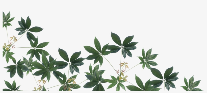 Rainforest Png Image - Rainforest Png, transparent png download