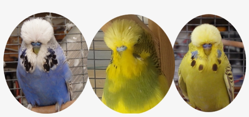 Birds Budgies Birds - Budgerigar, transparent png download