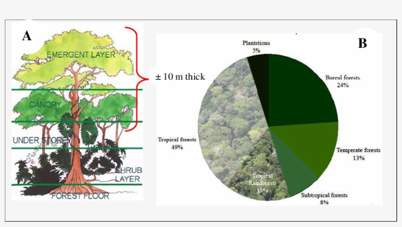 Tropical Rainforest Proportion And Its Forest Canopy - Porcentaje De Bosques En El Mundo, transparent png download